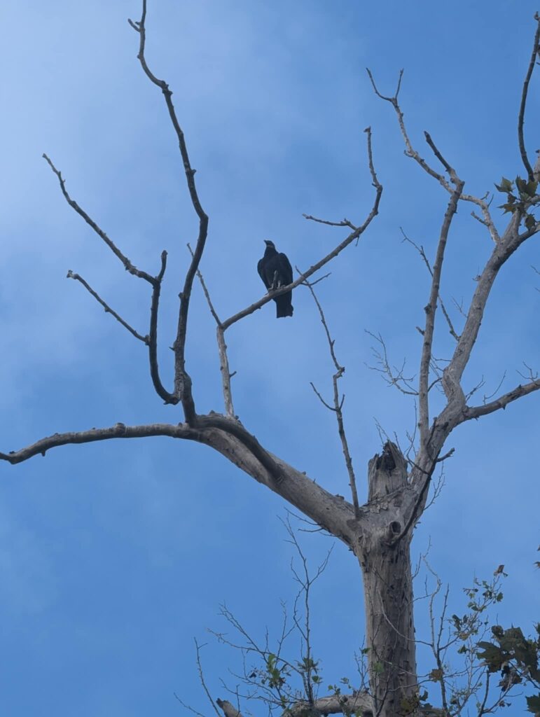 Fall 2024 bird in tree