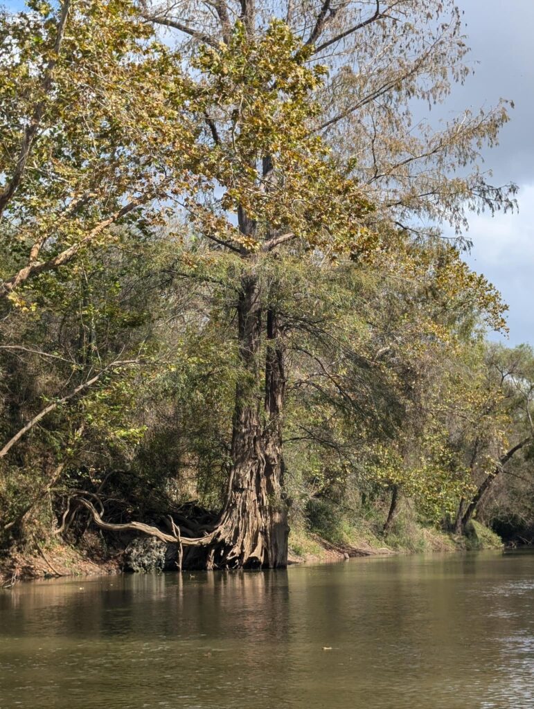 Fall 2024 cypress tree