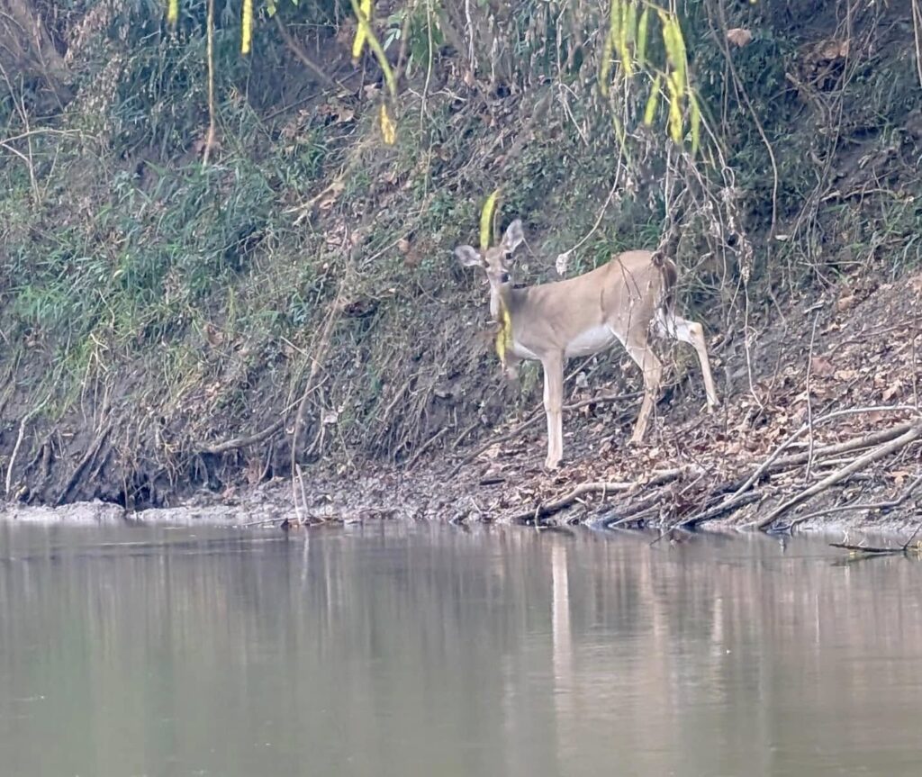 Fall 2024 deer on riverbank