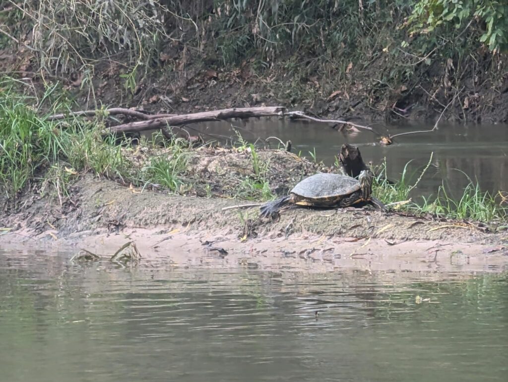 Fall 2024 turtle on river